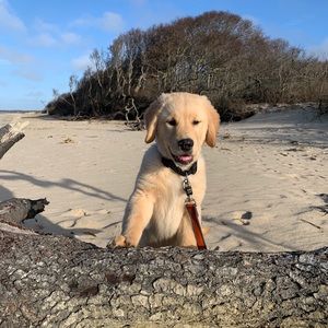 Meet your Posher, Tanner